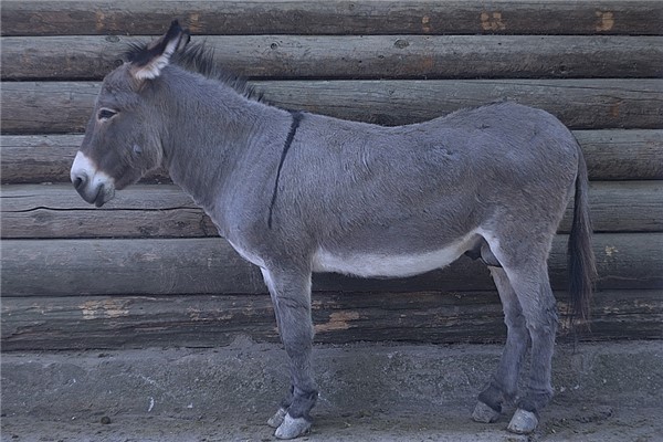 夢見驢蹄子是不是好的徵兆呢_周公解夢