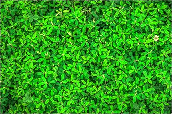 夢見拿個鋤頭在挖地是什麼預兆_周公解夢官網