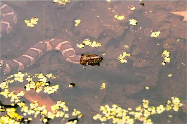 夢到了海裡面有女浮屍的預兆_周公解夢官網