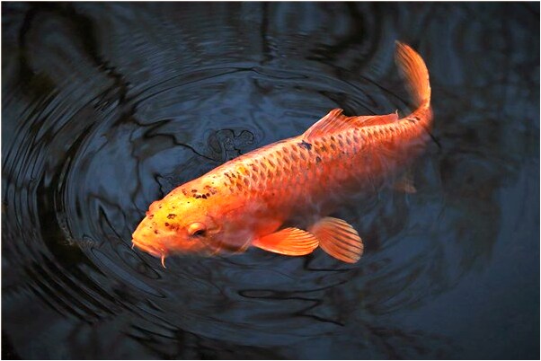 夢到了別人送玉米粥有什麼寓意嗎_周公解夢官網