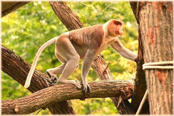 夢到吃桂圓意味著什麼_周公解夢官網