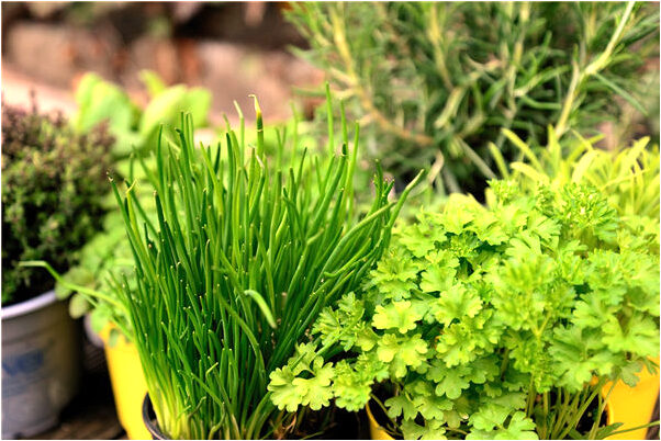 夢到了和已婚女人結婚是什麼意思？_周公解夢官網