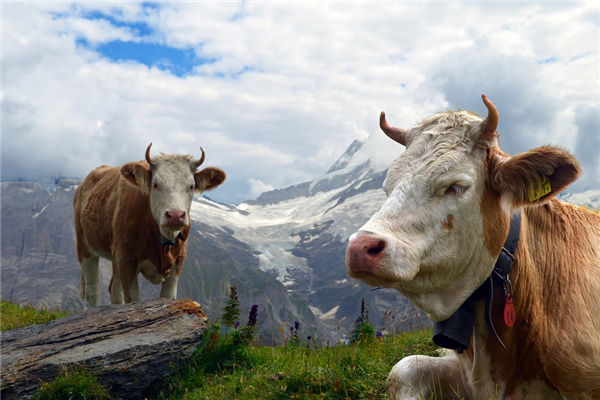 1985年是屬什麼生肖_十二生肖