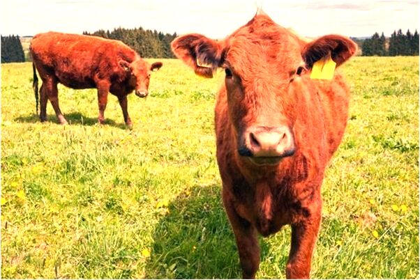 夢到了父親穿花衣是什麼預兆_周公解夢官網