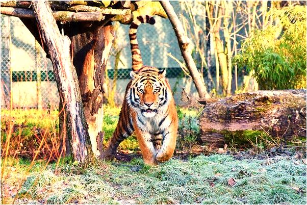 夢到警察給我錢沒要有什麼寓意嗎_周公解夢官網