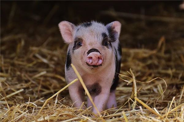 好吃懶做的生肖_十二生肖