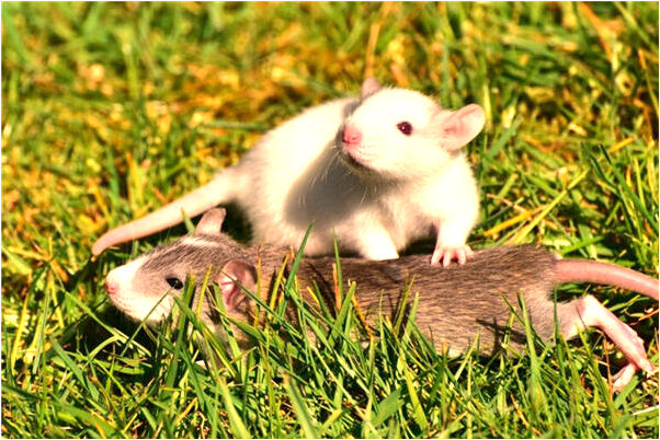 夢見考上本科去上學有何寓意_周公解夢官網