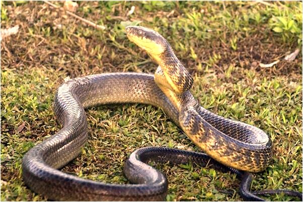 夢到自己錢包被人偷了意味著什麼_周公解夢官網