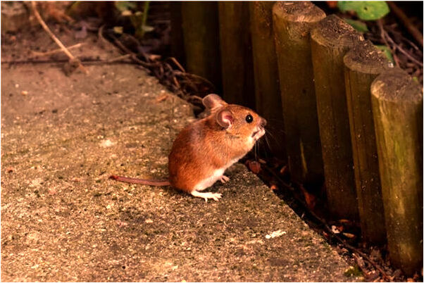 夢到天上烏雲像花朵有什麼預示嗎_周公解夢官網