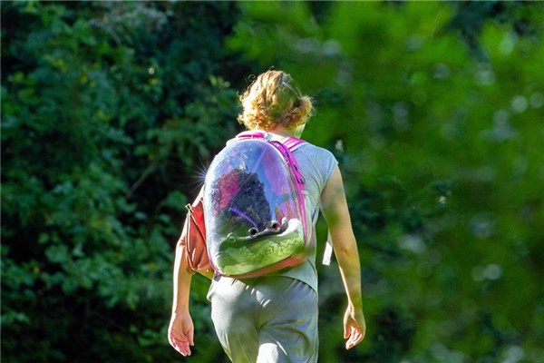 夢到下學有什麼意思嗎_周公解夢