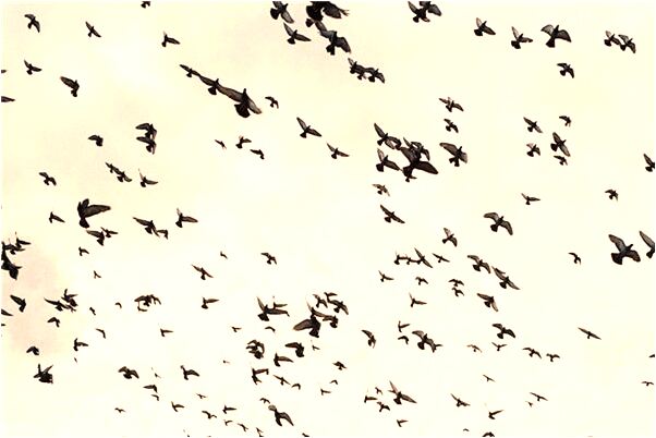 夢見廠里收了很多人是吉兆嗎?_周公解夢官網