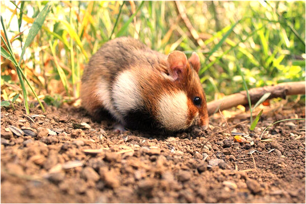 夢見大火燒房燒車後被滅有什麼含義_周公解夢官網