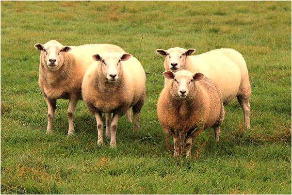 夢到了自己在掃地是啥預兆_周公解夢官網