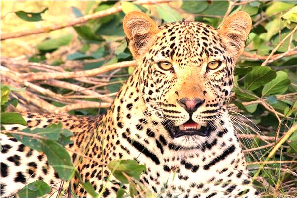 夢見樓梯斷層有什麼意義嗎_周公解夢官網