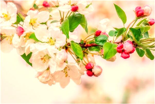 夢到了長生殖器啥意思_周公解夢官網