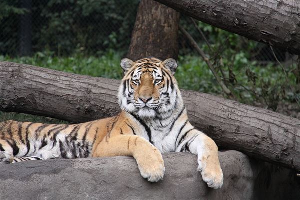 屬虎的2021年歲數_十二生肖