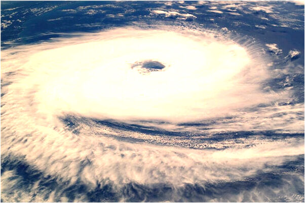 夢見豬尼瑪預示什麼_周公解夢官網