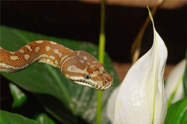 夢見好多大蛇_周公解夢