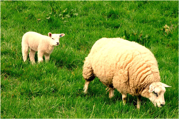 夢到姜嫄嫄穿的裙子快露出屁股預示著什麼_周公解夢官網