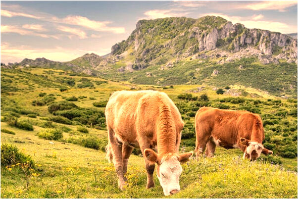 夢到很多黃色的蛇預示什麼_周公解夢官網