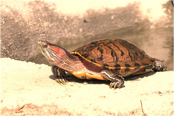 夢到了在海邊唐僧批評孫悟空有什麼預示嗎_周公解夢官網