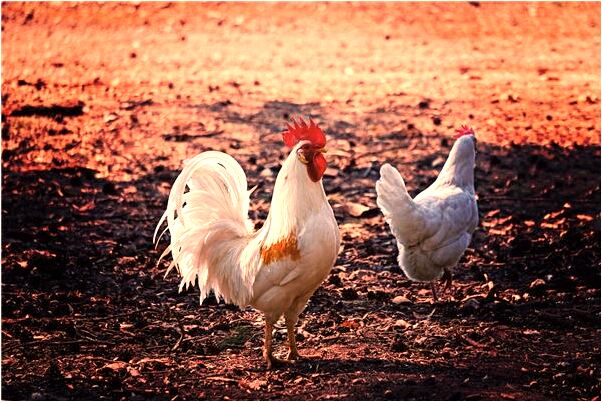 夢見在水裡被人救是什麼徵兆_周公解夢官網