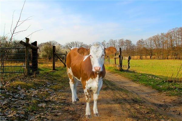 夢見牛追我_周公解夢