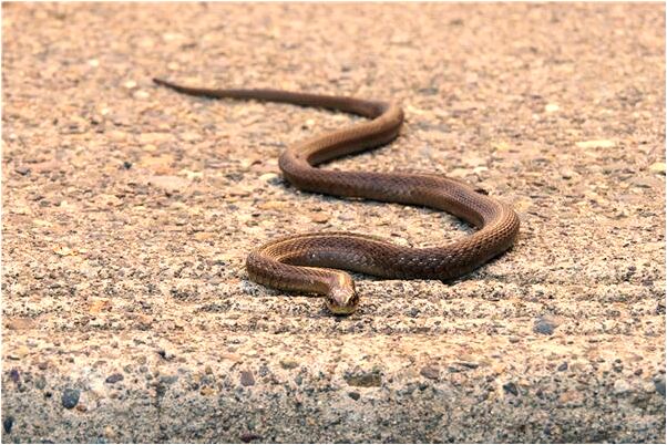 夢到了自閉症意味著什麼_周公解夢官網