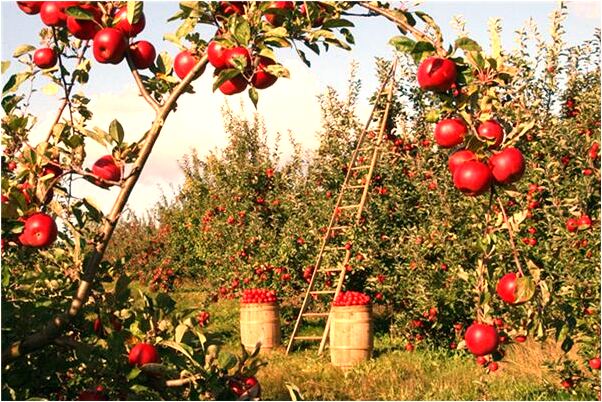 夢到蚯蚓白骨有什麼含義_周公解夢官網