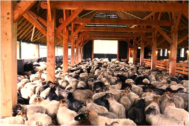 夢見有人害我們會是什麼預兆_周公解夢官網