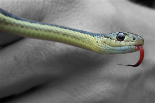 夢見蛇咬_周公解夢