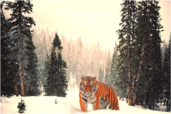 夢見水窪里好多男的是啥預兆_周公解夢官網