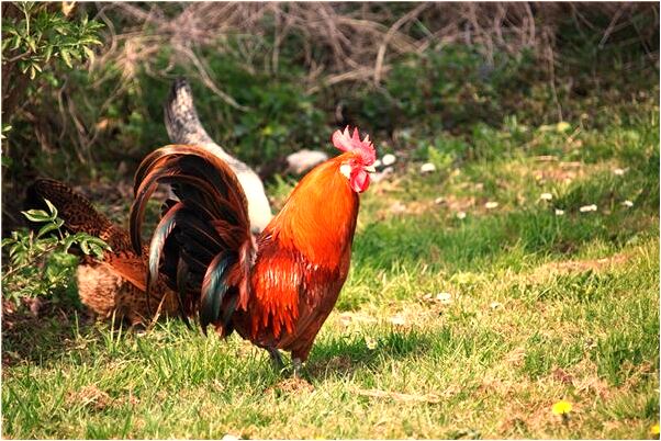 夢見見大便心裡著急意味著什麼_周公解夢官網