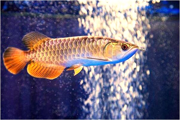 夢到摘了一個蘋果是什麼意思_周公解夢官網