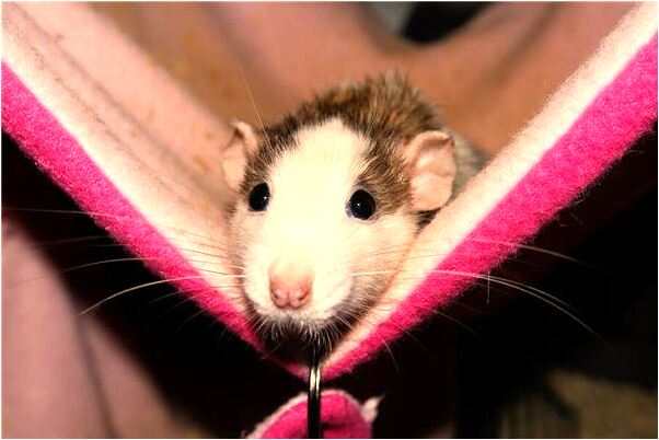 夢到了媽媽給我買綠色衣服有什麼寓意嗎？_周公解夢官網