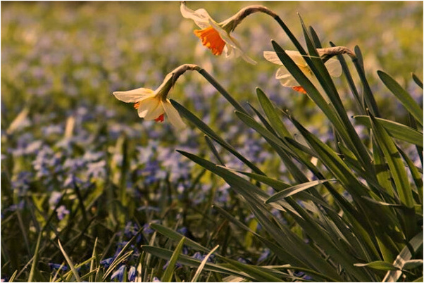 夢到紅櫻桃掛滿樹上會有什麼預兆_周公解夢官網
