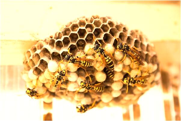 夢到了死去的老人抱自己的小孩是什麼預兆？_周公解夢官網