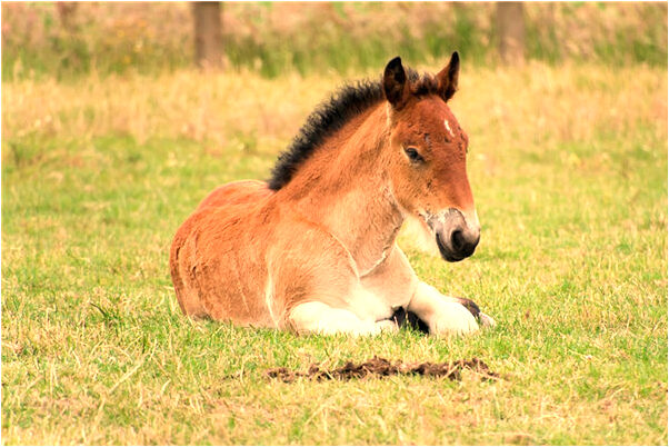 夢見找人辦事不順是什麼徵兆_周公解夢官網