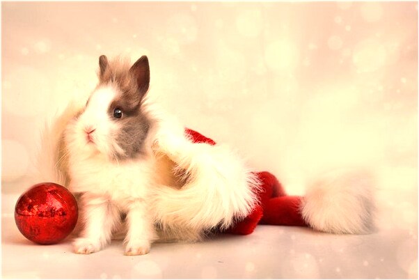 夢見烏龜在花上趴著預示了什麼_周公解夢官網