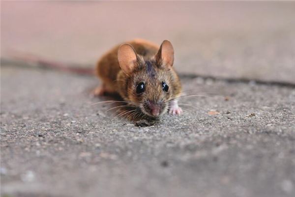 2008年8月屬鼠的性格特點_十二生肖