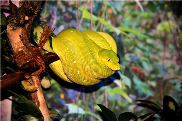 夢見布娃娃是什麼預兆?_周公解夢官網