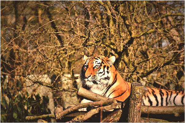 夢到了想和外甥女性交是什麼徵兆_周公解夢官網