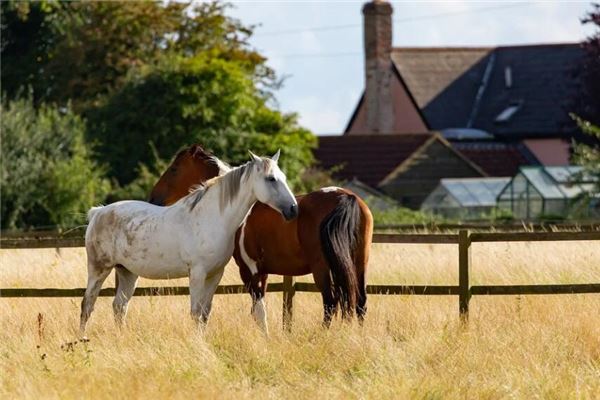 夢見牽馬是什麼意思_周公解夢