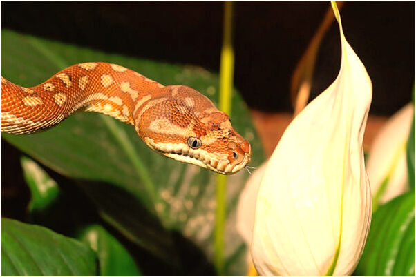 夢見抱著小孩上樓梯有什麼意思_周公解夢官網