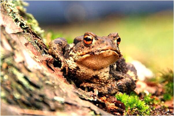 夢到火又看見被一幫人撲滅是什麼兆頭_周公解夢官網