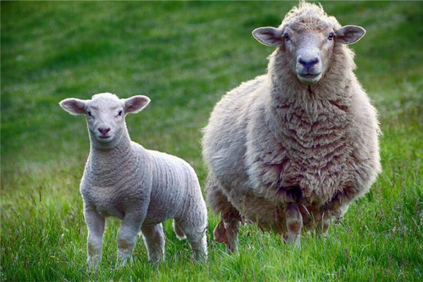 1967年2月屬羊的適合工作_十二生肖