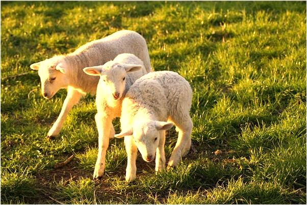 夢見自己想橫渡長江卻沒有成功是什麼兆頭_周公解夢官網