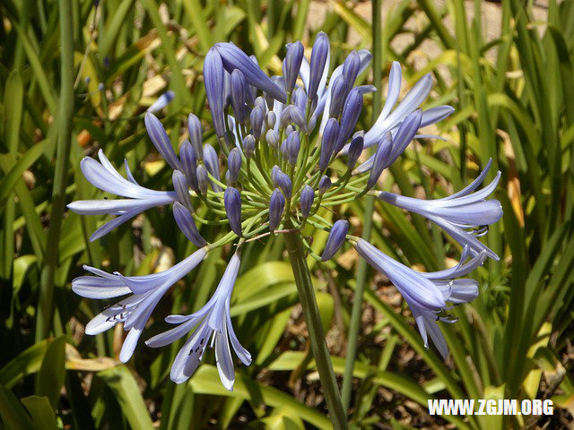 夢見好多雞下蛋_周公解夢夢到好多雞下蛋是什麼意思_做夢夢見好多雞下蛋好不好_周公解夢官網