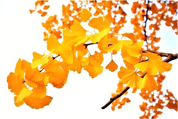 夢到被貓狗舔手腳意味什麼_周公解夢官網