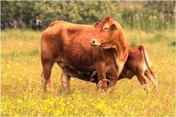 夢見和去世的媽媽去祭拜她是什麼徵兆_周公解夢官網